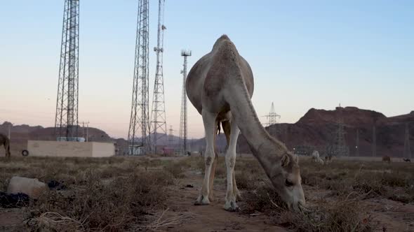 A White Fur Camel Eating a Tomatoes in a Field In the Evening in Jordan, 100 Frames Per Second