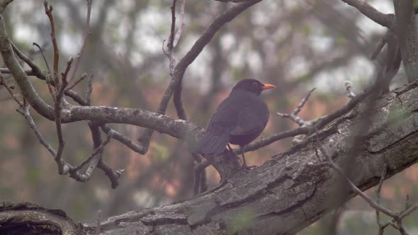 Slow motion medium shot of a Blackbird sitting on a thick branch, its back slightly turned, nibbling