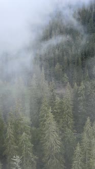 Vertical Video of Fog in the Mountains