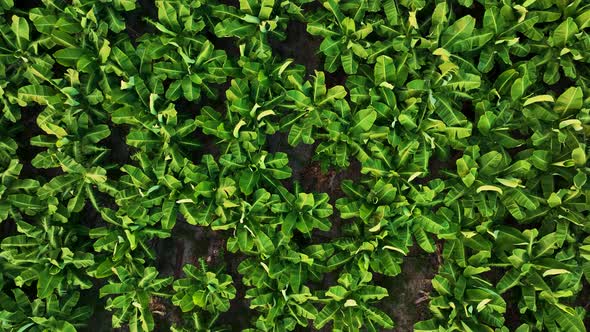 Texture of the banana plantation aerial view Turkey Alanya 4 K