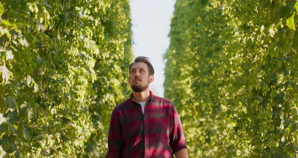 A Man Walks Between Rows of Tall Plants in a Hop Field Checking Cones