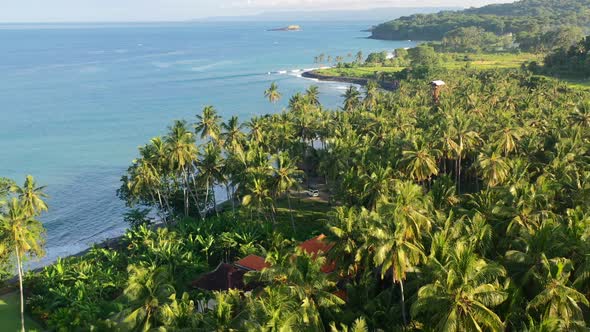 tropical island coastline in Bali Indonesia on sunny morning with coconut tree field, aerial