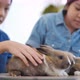 Two Asian girls playing with their pet rabbits, mammals, domestic pets. - VideoHive Item for Sale