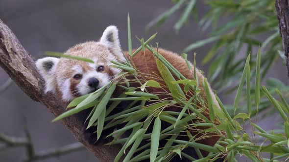 Red panda (Ailurus fulgens) on the tree. Cute red panda bear eats bamboo.