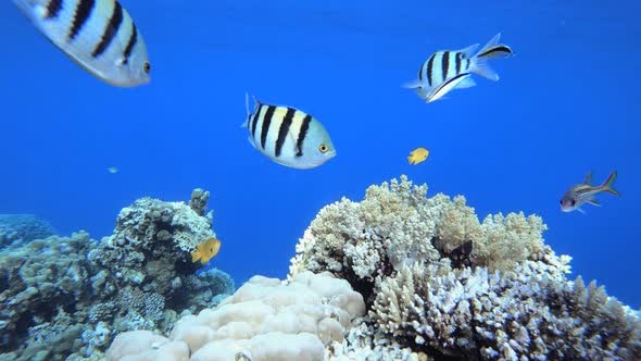 Tropical Coral Reef Seascape