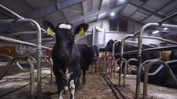 Close up of curious young black white speckled calf in cattle pen looking into camera. Static low an