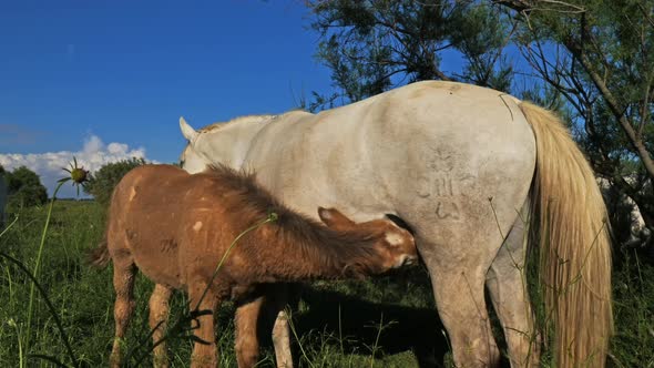 White Camargue horses and foal, Camargue, France