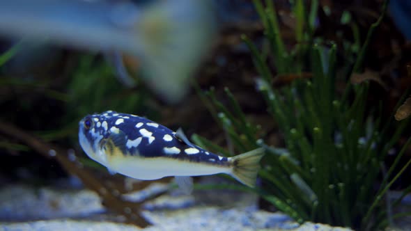 coral reef and fish