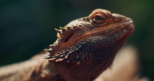 Bearded dragon, also known as Pogona, sitting on a tree branch.