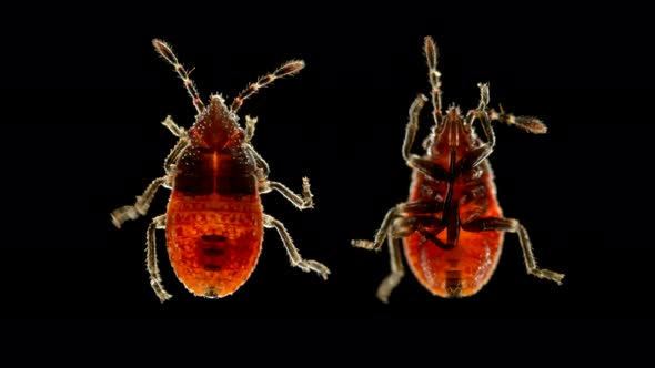 The Nymph of the Bug Nabidae Under the Microscope