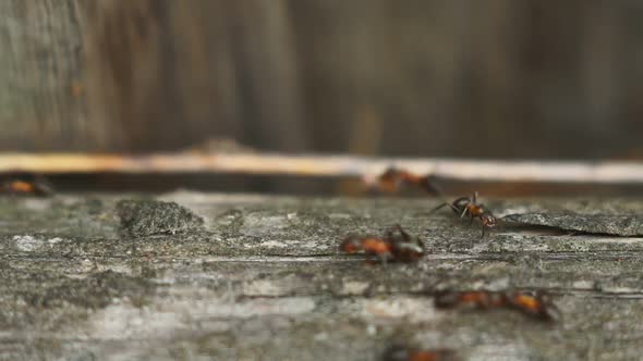 Ants Close-up, Big Anthill, Population of Ant City. Selective Focus. Teamwork