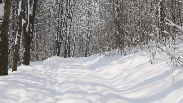 Snowed forest trees slow motion 1080p FullHD video - Scenery in the woods by winter slow-mo 1920X108