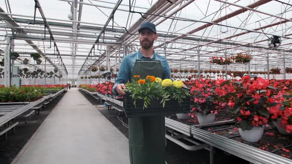 Happy Industrial Greenhouse Worker Carry Boxes Full of Flowers. Smiling and Happy Man with Flowers