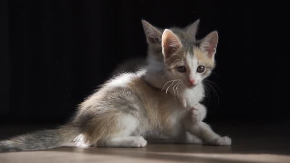 Two Mischievous Kittens are Playing Together on the Floor