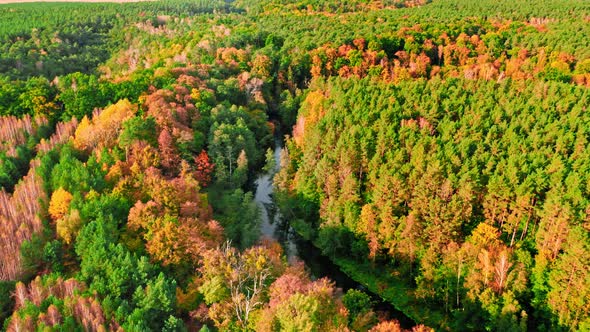 Colorful autumn forest in Poland. Aerial view of wildlife.