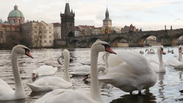 Czech Republic city of Prague scene with white Cygnus on water  tilting 3840X2160 UHD footage - Swan