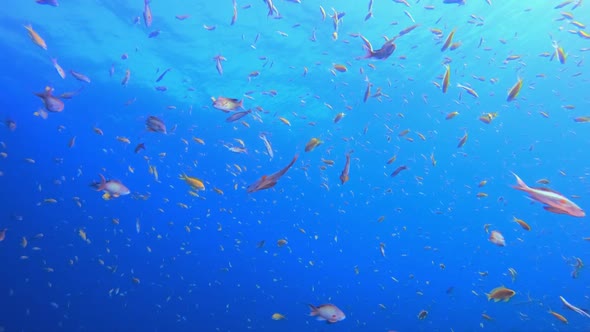 Underwater Tropical Blue Sea