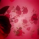 Rose 02 Hd  - VideoHive Item for Sale
