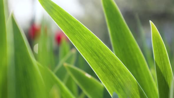 Spring green botany growth fullHD nature video