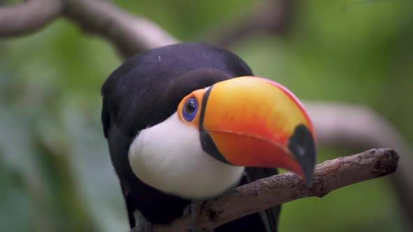 Handheld close up following a curious toco toucan looking around standing on a branch in nature. Slo