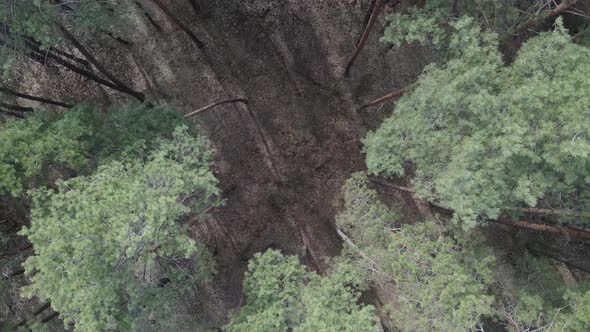 Green Pine Forest By Day Aerial View