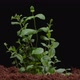 Peppermint Sprouts Through the Soil - VideoHive Item for Sale