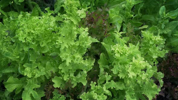 Lettuce In Garden Moving Shot