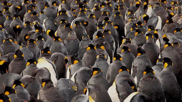 King Penguins On South Georgia Island