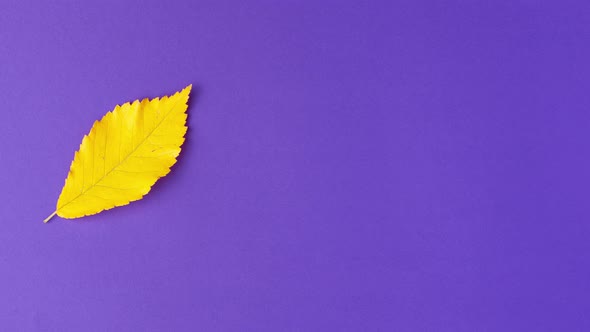 Stop motion animation flat lay of yellow autumn leaf changing their position on purple background