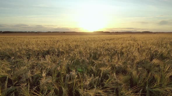 Aerial Motion Forward Over Yellow Ripe Ears Wheat Vast Agrarian Field At Sunset