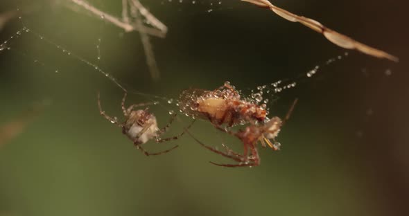 Close Up Macro Shot of a Two Spiders Fight for the Captured Victim