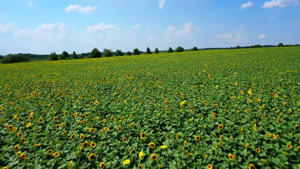 Smooth rows of elite flowering yellow sunflower in farmer field