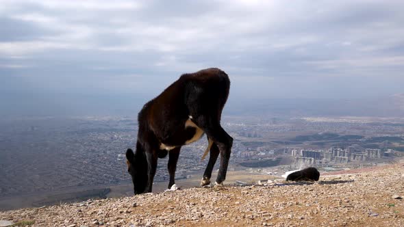 Calves feed on a high mountain top above the Kurdish Iraqi city or Sulaymaniyah