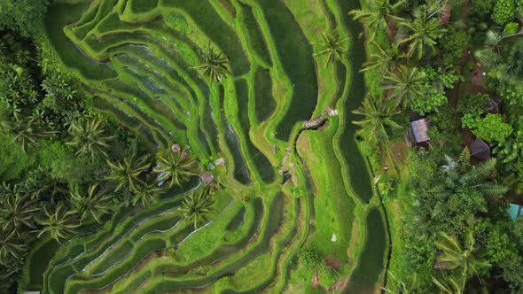 Top Down View on Rice Terrace in Bali Indonesia