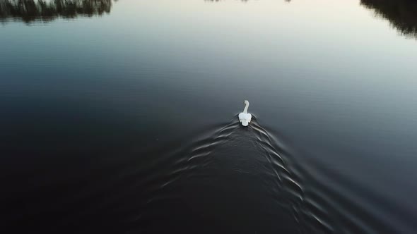 A solitary swan floats in the lake