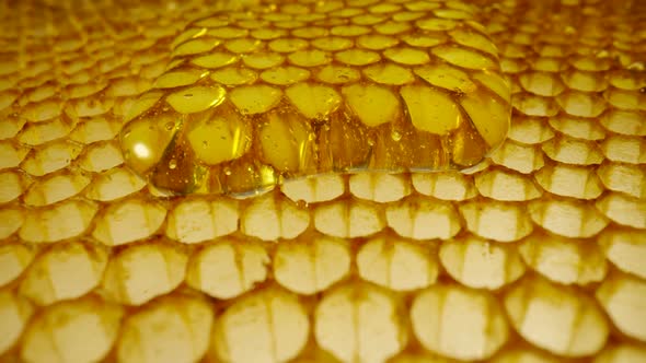 Stream of Golden Thick Honey Flowing Down on the Honeycombs