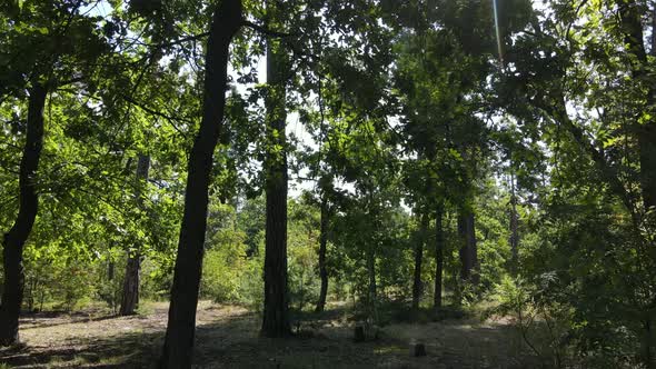 Forest with Trees on a Summer Day Slow Motion