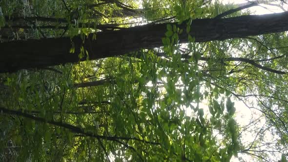 Vertical Video Aerial View of Trees in the Forest on an Autumn Day in Ukraine Slow Motion