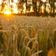 Sunset on the Field with Yellow Wheat - VideoHive Item for Sale
