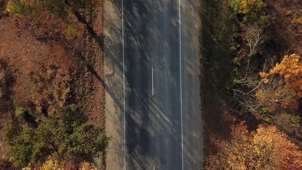 Drone's Eye Autumn Road: Aerial Top Down View of Lane Between Foliage Tree