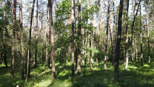 Trees in the Forest By Summer Day