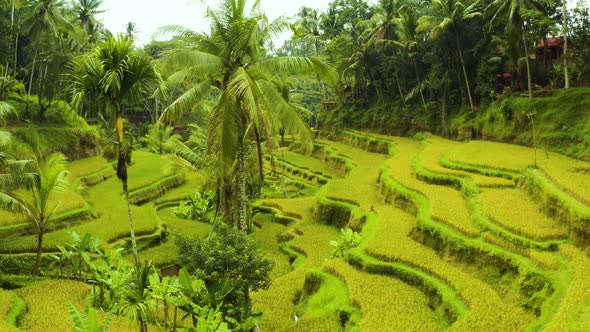 Aerial shot of the lush green rice paddies of Bali.