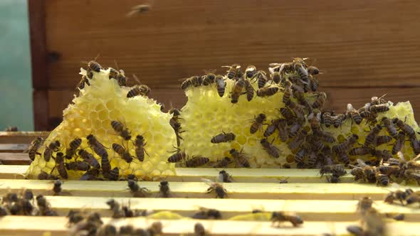 Beehive with honeycomb full of bees closeup