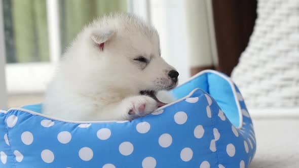 Cute Siberian Husky Puppies Lying And Sleeping In Pet Bed