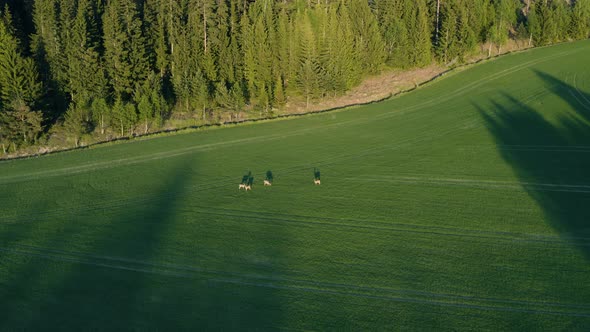 Aerial view overlooking deer, grazing on a green field, on the countryside of Finland, golden hour,