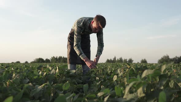 A farmer in a soybean field cuts off spoiled leaves. Agribusiness is popular all over the world.