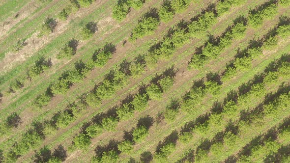 Orchard with cherry trees by early spring 4K aerial footage