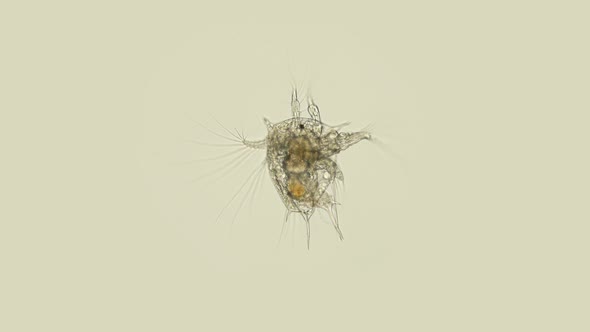 Zooplankton of the Black Sea Under the Microscope. The Larva, Nauplios Cirripedia, Balanomorpha