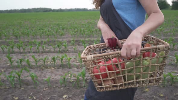 The Farmer is Holding a Box of Organic Vegetables