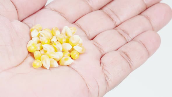 Hand Holds Popcorn Kernels 